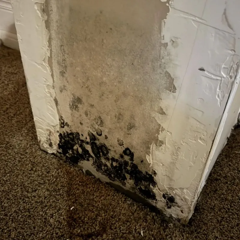 Professional Mold Removal in Ruidoso, NM